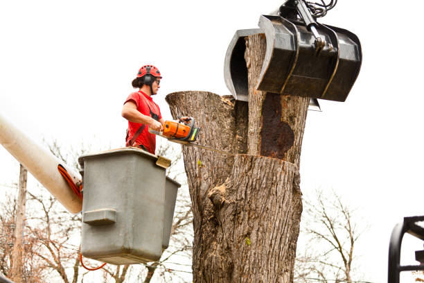 Best Tree Disease Treatment  in Snyderville, UT